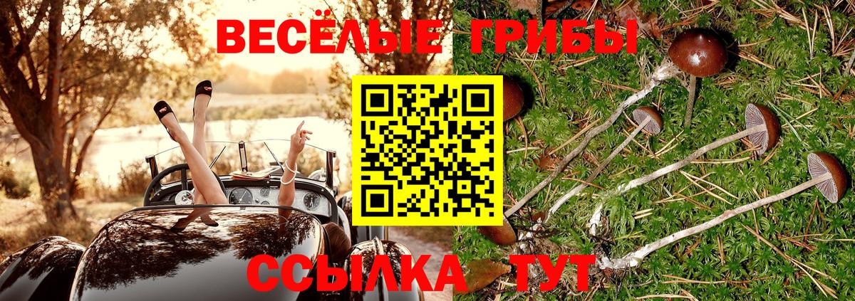Псилоцибиновые грибы мицелий Сосновый Бор